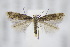  ( - BC ZSM Lep 94950)  @14 [ ] CreativeCommons - Attribution Non-Commercial Share-Alike (2016) SNSB, Staatliche Naturwissenschaftliche Sammlungen Bayerns ZSM (SNSB, Zoologische Staatssammlung Muenchen)