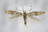  ( - BC ZSM Lep 94952)  @14 [ ] CreativeCommons - Attribution Non-Commercial Share-Alike (2016) SNSB, Staatliche Naturwissenschaftliche Sammlungen Bayerns ZSM (SNSB, Zoologische Staatssammlung Muenchen)