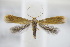  (Tischeria decidua - BC ZSM Lep 94977)  @13 [ ] CreativeCommons - Attribution Non-Commercial Share-Alike (2016) SNSB, Staatliche Naturwissenschaftliche Sammlungen Bayerns ZSM (SNSB, Zoologische Staatssammlung Muenchen)