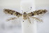  ( - BC ZSM Lep 94982)  @13 [ ] CreativeCommons - Attribution Non-Commercial Share-Alike (2016) SNSB, Staatliche Naturwissenschaftliche Sammlungen Bayerns ZSM (SNSB, Zoologische Staatssammlung Muenchen)