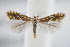  (Phyllonorycter oxyacanthae - BC ZSM Lep 94995)  @15 [ ] CreativeCommons - Attribution Non-Commercial Share-Alike (2016) SNSB, Staatliche Naturwissenschaftliche Sammlungen Bayerns ZSM (SNSB, Zoologische Staatssammlung Muenchen)