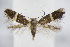 ( - BC ZSM Lep 95032)  @12 [ ] CreativeCommons - Attribution Non-Commercial Share-Alike (2016) SNSB, Staatliche Naturwissenschaftliche Sammlungen Bayerns ZSM (SNSB, Zoologische Staatssammlung Muenchen)
