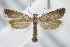  ( - BC ZSM Lep 95036)  @14 [ ] CreativeCommons - Attribution Non-Commercial Share-Alike (2016) SNSB, Staatliche Naturwissenschaftliche Sammlungen Bayerns ZSM (SNSB, Zoologische Staatssammlung Muenchen)