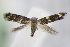  ( - BC ZSM Lep 95041)  @13 [ ] CreativeCommons - Attribution Non-Commercial Share-Alike (2016) SNSB, Staatliche Naturwissenschaftliche Sammlungen Bayerns ZSM (SNSB, Zoologische Staatssammlung Muenchen)