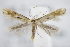  ( - BC ZSM Lep 95042)  @14 [ ] CreativeCommons - Attribution Non-Commercial Share-Alike (2016) SNSB, Staatliche Naturwissenschaftliche Sammlungen Bayerns ZSM (SNSB, Zoologische Staatssammlung Muenchen)