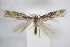  ( - BC ZSM Lep 95056)  @13 [ ] CreativeCommons - Attribution Non-Commercial Share-Alike (2016) SNSB, Staatliche Naturwissenschaftliche Sammlungen Bayerns ZSM (SNSB, Zoologische Staatssammlung Muenchen)
