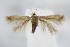  ( - BC ZSM Lep 95080)  @12 [ ] CreativeCommons - Attribution Non-Commercial Share-Alike (2016) SNSB, Staatliche Naturwissenschaftliche Sammlungen Bayerns ZSM (SNSB, Zoologische Staatssammlung Muenchen)