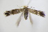  ( - BC ZSM Lep 95099)  @12 [ ] CreativeCommons - Attribution Non-Commercial Share-Alike (2016) SNSB, Staatliche Naturwissenschaftliche Sammlungen Bayerns ZSM (SNSB, Zoologische Staatssammlung Muenchen)