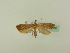  ( - BC ZSM Lep 95198)  @12 [ ] CreativeCommons - Attribution Non-Commercial Share-Alike (2016) SNSB, Staatliche Naturwissenschaftliche Sammlungen Bayerns ZSM (SNSB, Zoologische Staatssammlung Muenchen)
