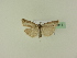  ( - BC ZSM Lep 95211)  @12 [ ] CreativeCommons - Attribution Non-Commercial Share-Alike (2016) SNSB, Staatliche Naturwissenschaftliche Sammlungen Bayerns ZSM (SNSB, Zoologische Staatssammlung Muenchen)