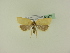  ( - BC ZSM Lep 95222)  @12 [ ] CreativeCommons - Attribution Non-Commercial Share-Alike (2016) SNSB, Staatliche Naturwissenschaftliche Sammlungen Bayerns ZSM (SNSB, Zoologische Staatssammlung Muenchen)