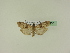  ( - BC ZSM Lep 95233)  @12 [ ] CreativeCommons - Attribution Non-Commercial Share-Alike (2016) SNSB, Staatliche Naturwissenschaftliche Sammlungen Bayerns ZSM (SNSB, Zoologische Staatssammlung Muenchen)