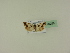  ( - BC ZSM Lep 95258)  @13 [ ] CreativeCommons - Attribution Non-Commercial Share-Alike (2016) SNSB, Staatliche Naturwissenschaftliche Sammlungen Bayerns ZSM (SNSB, Zoologische Staatssammlung Muenchen)