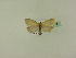  ( - BC ZSM Lep 95278)  @12 [ ] CreativeCommons - Attribution Non-Commercial Share-Alike (2016) SNSB, Staatliche Naturwissenschaftliche Sammlungen Bayerns ZSM (SNSB, Zoologische Staatssammlung Muenchen)