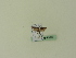 ( - BC ZSM Lep 95320)  @12 [ ] CreativeCommons - Attribution Non-Commercial Share-Alike (2016) SNSB, Staatliche Naturwissenschaftliche Sammlungen Bayerns ZSM (SNSB, Zoologische Staatssammlung Muenchen)