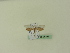  ( - BC ZSM Lep 95333)  @12 [ ] CreativeCommons - Attribution Non-Commercial Share-Alike (2016) SNSB, Staatliche Naturwissenschaftliche Sammlungen Bayerns ZSM (SNSB, Zoologische Staatssammlung Muenchen)
