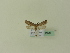  ( - BC ZSM Lep 95360)  @12 [ ] CreativeCommons - Attribution Non-Commercial Share-Alike (2016) SNSB, Staatliche Naturwissenschaftliche Sammlungen Bayerns ZSM (SNSB, Zoologische Staatssammlung Muenchen)