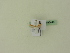  ( - BC ZSM Lep 95440)  @12 [ ] CreativeCommons - Attribution Non-Commercial Share-Alike (2016) SNSB, Staatliche Naturwissenschaftliche Sammlungen Bayerns ZSM (SNSB, Zoologische Staatssammlung Muenchen)