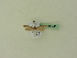  ( - BC ZSM Lep 95445)  @12 [ ] CreativeCommons - Attribution Non-Commercial Share-Alike (2016) SNSB, Staatliche Naturwissenschaftliche Sammlungen Bayerns ZSM (SNSB, Zoologische Staatssammlung Muenchen)