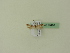  ( - BC ZSM Lep 95460)  @11 [ ] CreativeCommons - Attribution Non-Commercial Share-Alike (2016) SNSB, Staatliche Naturwissenschaftliche Sammlungen Bayerns ZSM (SNSB, Zoologische Staatssammlung Muenchen)