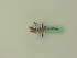 ( - BC ZSM Lep 95461)  @12 [ ] CreativeCommons - Attribution Non-Commercial Share-Alike (2016) SNSB, Staatliche Naturwissenschaftliche Sammlungen Bayerns ZSM (SNSB, Zoologische Staatssammlung Muenchen)