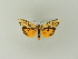  ( - BC ZSM Lep 95482)  @13 [ ] CreativeCommons - Attribution Non-Commercial Share-Alike (2016) SNSB, Staatliche Naturwissenschaftliche Sammlungen Bayerns ZSM (SNSB, Zoologische Staatssammlung Muenchen)