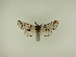  ( - BC ZSM Lep 95484)  @12 [ ] CreativeCommons - Attribution Non-Commercial Share-Alike (2016) SNSB, Staatliche Naturwissenschaftliche Sammlungen Bayerns ZSM (SNSB, Zoologische Staatssammlung Muenchen)