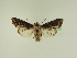 ( - BC ZSM Lep 95498)  @14 [ ] CreativeCommons - Attribution Non-Commercial Share-Alike (2016) SNSB, Staatliche Naturwissenschaftliche Sammlungen Bayerns ZSM (SNSB, Zoologische Staatssammlung Muenchen)