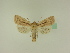  ( - BC ZSM Lep 95500)  @11 [ ] CreativeCommons - Attribution Non-Commercial Share-Alike (2016) SNSB, Staatliche Naturwissenschaftliche Sammlungen Bayerns ZSM (SNSB, Zoologische Staatssammlung Muenchen)