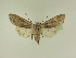  ( - BC ZSM Lep 95507)  @12 [ ] CreativeCommons - Attribution Non-Commercial Share-Alike (2016) SNSB, Staatliche Naturwissenschaftliche Sammlungen Bayerns ZSM (SNSB, Zoologische Staatssammlung Muenchen)