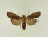  ( - BC ZSM Lep 95508)  @13 [ ] CreativeCommons - Attribution Non-Commercial Share-Alike (2016) SNSB, Staatliche Naturwissenschaftliche Sammlungen Bayerns ZSM (SNSB, Zoologische Staatssammlung Muenchen)