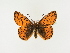  ( - BC ZSM Lep 95522)  @13 [ ] CreativeCommons - Attribution Non-Commercial Share-Alike (2016) SNSB, Staatliche Naturwissenschaftliche Sammlungen Bayerns ZSM (SNSB, Zoologische Staatssammlung Muenchen)