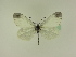  ( - BC ZSM Lep 95523)  @12 [ ] CreativeCommons - Attribution Non-Commercial Share-Alike (2016) SNSB, Staatliche Naturwissenschaftliche Sammlungen Bayerns ZSM (SNSB, Zoologische Staatssammlung Muenchen)