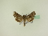  ( - BC ZSM Lep 95525)  @13 [ ] CreativeCommons - Attribution Non-Commercial Share-Alike (2016) SNSB, Staatliche Naturwissenschaftliche Sammlungen Bayerns ZSM (SNSB, Zoologische Staatssammlung Muenchen)