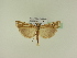  (Ancylolomia disparalis - BC ZSM Lep 95527)  @14 [ ] CreativeCommons - Attribution Non-Commercial Share-Alike (2016) SNSB, Staatliche Naturwissenschaftliche Sammlungen Bayerns ZSM (SNSB, Zoologische Staatssammlung Muenchen)