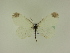  ( - BC ZSM Lep 95539)  @12 [ ] CreativeCommons - Attribution Non-Commercial Share-Alike (2016) SNSB, Staatliche Naturwissenschaftliche Sammlungen Bayerns ZSM (SNSB, Zoologische Staatssammlung Muenchen)