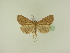  ( - BC ZSM Lep 95542)  @11 [ ] CreativeCommons - Attribution Non-Commercial Share-Alike (2016) SNSB, Staatliche Naturwissenschaftliche Sammlungen Bayerns ZSM (SNSB, Zoologische Staatssammlung Muenchen)