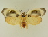  ( - BC ZSM Lep 95565)  @14 [ ] CreativeCommons - Attribution Non-Commercial Share-Alike (2016) SNSB, Staatliche Naturwissenschaftliche Sammlungen Bayerns ZSM (SNSB, Zoologische Staatssammlung Muenchen)
