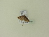  ( - BC ZSM Lep 95644)  @12 [ ] Unspecified (default): All Rights Reserved  SNSB, Staatliche Naturwissenschaftliche Sammlungen Bayerns ZSM (SNSB, Zoologische Staatssammlung Muenchen)