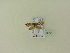  ( - BC ZSM Lep 95704)  @12 [ ] Unspecified (default): All Rights Reserved  SNSB, Staatliche Naturwissenschaftliche Sammlungen Bayerns ZSM (SNSB, Zoologische Staatssammlung Muenchen)