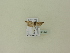  ( - BC ZSM Lep 95809)  @12 [ ] Unspecified (default): All Rights Reserved  SNSB, Staatliche Naturwissenschaftliche Sammlungen Bayerns ZSM (SNSB, Zoologische Staatssammlung Muenchen)