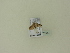  ( - BC ZSM Lep 95814)  @12 [ ] Unspecified (default): All Rights Reserved  SNSB, Staatliche Naturwissenschaftliche Sammlungen Bayerns ZSM (SNSB, Zoologische Staatssammlung Muenchen)