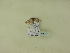  ( - BC ZSM Lep 95877)  @12 [ ] Unspecified (default): All Rights Reserved  SNSB, Staatliche Naturwissenschaftliche Sammlungen Bayerns ZSM (SNSB, Zoologische Staatssammlung Muenchen)