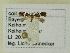 ( - BC ZSM Lep 101740)  @12 [ ] SNSB, ZSM (2017) Dr. Andreas H. Segerer Unspecified