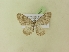  (Nebula salicata - BC ZSM Lep 99897)  @11 [ ] SNSB, ZSM (2017) Dr. Andreas H. Segerer Unspecified