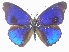  ( - BC ZSM Lep 101827)  @11 [ ] SNSB, ZSM (2018) Dr. Andreas H. Segerer ZSM