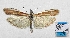  (Pima tabulella - BC ZSM Lep 103052)  @11 [ ] SNSB, ZSM (2018) Dr. Andreas H. Segerer ZSM