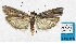  ( - BC ZSM Lep 103053)  @12 [ ] SNSB, ZSM (2018) Dr. Andreas H. Segerer ZSM