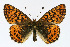  (Boloria aquilonaris - BC ZSM Lep 96326)  @15 [ ] SNSB, ZSM (2018) Dr. Andreas H. Segerer ZSM