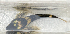  ( - BHAK-12751)  @11 [ ] CreativeCommons Attribution Non-Commercial No Derivatives (2025) Matt Lemay Hakai Institute